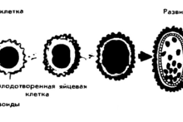 Кракен онлайн