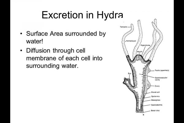 Правильная ссылка на hydra